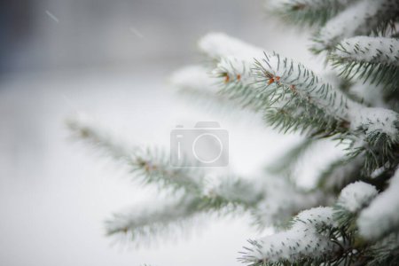 Photo for Snow-covered Christmas tree in city. landing of young firs. Poaching felling of firs Spruce treated with toxic chemicals. New Year's and Christmas. - Royalty Free Image