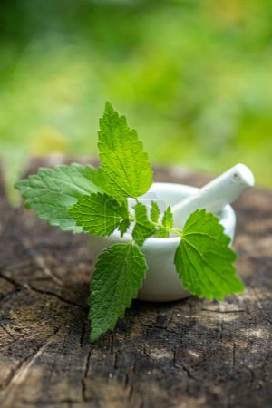 Photo for Lamium album, white nettle or white dead-nettle in laboratory mortar porcelain with pestle for preparation of tincture of medicinal herbs. Alternative medicine, herbalism - Royalty Free Image