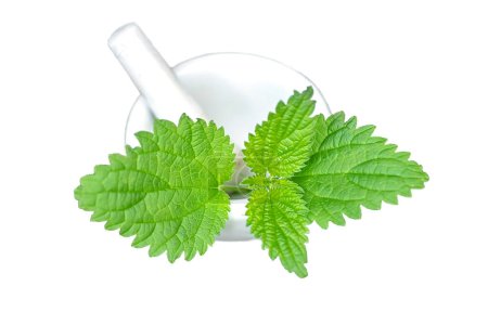 Photo for Urtica dioica, common nettle, stinging nettle or nettle leaf, or just a nettle or stinger in laboratory mortar porcelain with pestle for preparation of tincture of medicinal herbs. Alternative medicine, herbalism - Royalty Free Image
