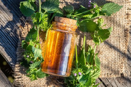 Photo for Ballota nigra, black horehound fresh flowers collected in meadow and a ready-made elexir or medicinal drink in a transparent jar. collect herbs for preparation of tincture. mortar to rub flowers. - Royalty Free Image