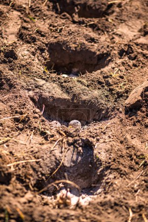 Photo for Planting potatoes in spring in garden on farm. hole with sprouted potato - Royalty Free Image