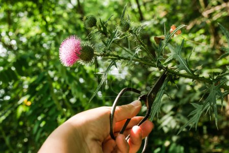 Photo for Onopordum acanthium cotton thistle, Scotch or Scottish thistle during harvest for preparing elixirs, tinctures and medicinal herbs in summer in growing season. Herbalist's hand picking plants. - Royalty Free Image