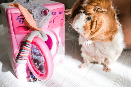Téléchargez les photos : Guinea pig washes dolls' clothes with pet hair detergent. Removing lint from rodents' clothing and bedding. Soft focus - en image libre de droit