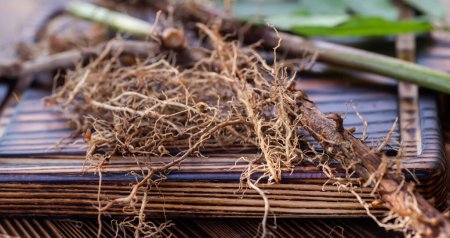 Photo for Dried rhizomes and roots of valerian medicinal. fresh valerian flowers. Ingredients for phytotherapy of natural herbal medicines - Royalty Free Image