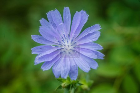 Téléchargez les photos : Cichorium intybus fleur bleue sur fond d'herbe verte. Contexte naturel. image de la fleur dans la nature gros plan, endive sauvage. Cichorium est un genre de plantes de la tribu des pissenlits.. - en image libre de droit