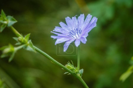 Téléchargez les photos : Cichorium intybus fleur bleue sur fond d'herbe verte. Contexte naturel. image de la fleur dans la nature gros plan, endive sauvage. Cichorium est un genre de plantes de la tribu des pissenlits.. - en image libre de droit
