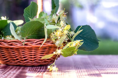 Téléchargez les photos : Panier débordant de fleurs de tilleul, recueilli pour brasser une tisane apaisante - en image libre de droit