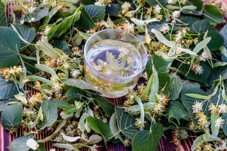 Téléchargez les photos : Tasse de thé en verre élégant tenant une infusion de thé de tilleul fumante, renforcée par la présence de fleurs de tilleul vibrantes à proximité - en image libre de droit