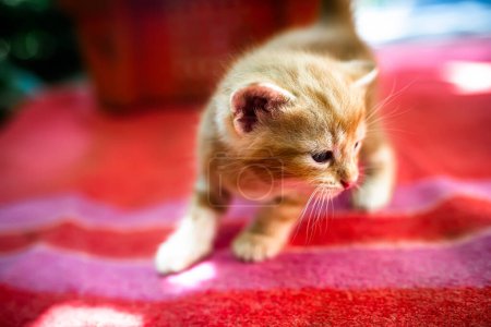 Photo for The first steps of a newborn kitten. Abandoned kittens looking for a home - Royalty Free Image