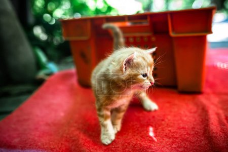 Téléchargez les photos : Le chaton rouge nouveau-né fait provisoirement ses premiers pas dans le monde. Abandonné et à la recherche d'un foyer aimant. - en image libre de droit