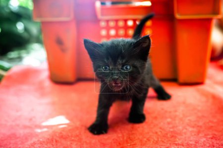 Téléchargez les photos : Précieux, chaton noir de naissance récente prend ses premiers pas, rempli de curiosité. Ces chatons abandonnés espèrent trouver une famille chaleureuse et aimante - en image libre de droit