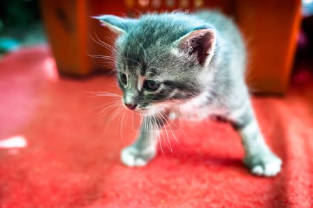 Photo for Newborn kittens first venture into the world. These abandoned kittens are on a quest for a loving, forever home - Royalty Free Image