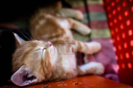 Photo for Box of vulnerable kittens, in need of love and care - Royalty Free Image