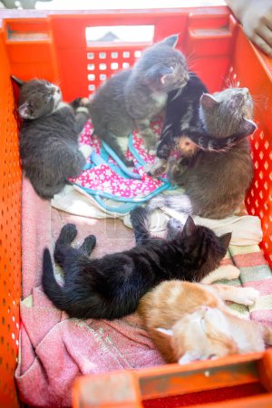 Téléchargez les photos : Les minuscules chatons trouvent le confort dans une boîte en plastique, à la recherche de confort - en image libre de droit