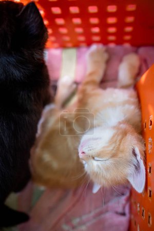 Téléchargez les photos : Boîte de chatons vulnérables, dans le besoin d'amour et de soins - en image libre de droit