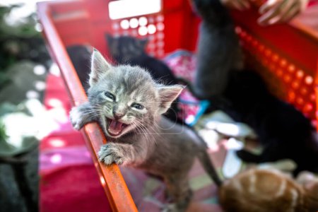 Téléchargez les photos : Un petit chaton nouveau-né crie à la recherche du salut. chatons sucrés dans un récipient en plastique, attendant un propriétaire aimable - en image libre de droit
