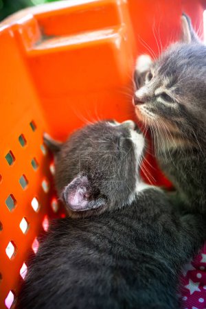 Photo for Abandoned kitties huddle together in a plastic crate - Royalty Free Image