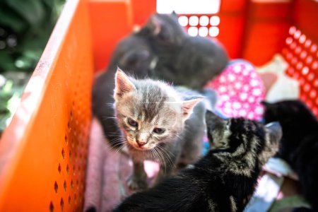 Téléchargez les photos : Des chatons mignons et abandonnés trouvent refuge dans une boîte en plastique. - en image libre de droit