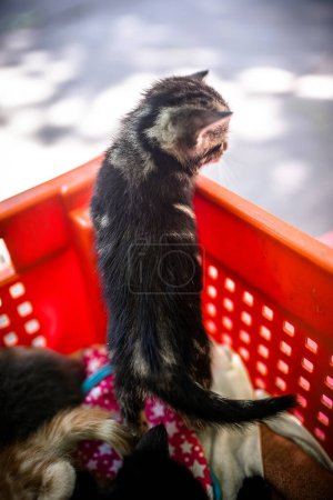 Téléchargez les photos : Des chatons mignons et abandonnés trouvent refuge dans une boîte en plastique. - en image libre de droit
