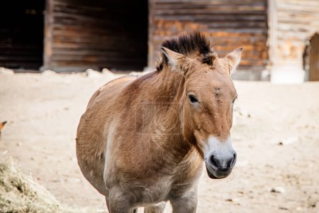 Téléchargez les photos : Le cheval de Przewalski au zoo. Le cheval de Przewalski est une race rare de cheval - en image libre de droit