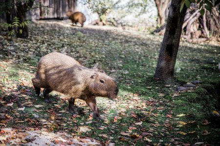 Photo for Capybara in the zoo basking in the sun on a warm autumn day. - Royalty Free Image