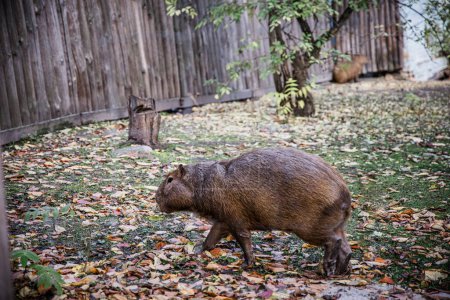 Photo for Capybara in the zoo basking in the sun on a warm autumn day. - Royalty Free Image