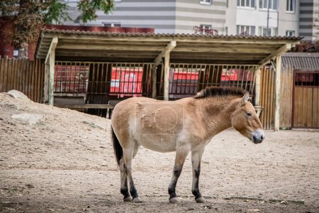 Foto de El caballo de Przewalski en el zoológico. El caballo de Przewalski es una raza rara de caballo. - Imagen libre de derechos