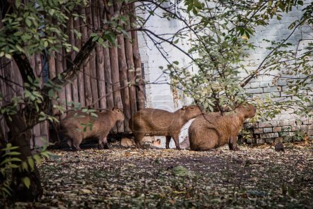 Foto de Familia Capybara en el zoológico de Kiev, Ucrania. - Imagen libre de derechos