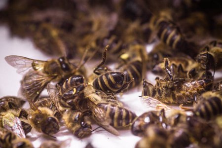 Foto de Una abeja muerta sobre un fondo blanco. Infestación de abejas con pesticidas de los campos, ácaros u otras enfermedades. - Imagen libre de derechos