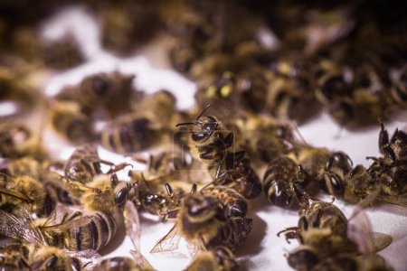 Foto de Una abeja muerta sobre un fondo blanco. Infestación de abejas con pesticidas de los campos, ácaros u otras enfermedades. - Imagen libre de derechos
