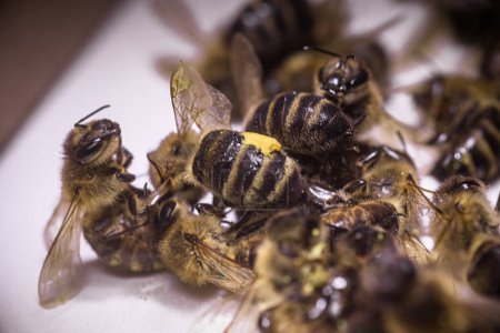 Téléchargez les photos : Une abeille morte sur fond blanc. Infestation des abeilles par des pesticides provenant des champs, des acariens ou d'autres maladies. - en image libre de droit