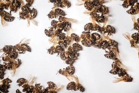 Téléchargez les photos : Une abeille morte sur fond blanc. Infestation des abeilles par des pesticides provenant des champs, des acariens ou d'autres maladies. - en image libre de droit