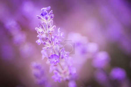 Photo for Lavender blooms in autumn after flowering. Lavender flower plan in the field during the harvest period for processing and essential oil. Summer background - Royalty Free Image