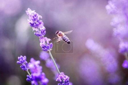 Téléchargez les photos : Abeille domestique en vol au-dessus de la fleur de lavande dans les champs en été pendant la floraison et la récolte - en image libre de droit