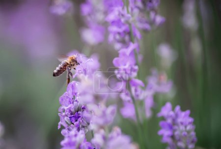 Téléchargez les photos : Abeille miel renversant nectar de fleurs de lavande pourpre en été dans le champ - en image libre de droit