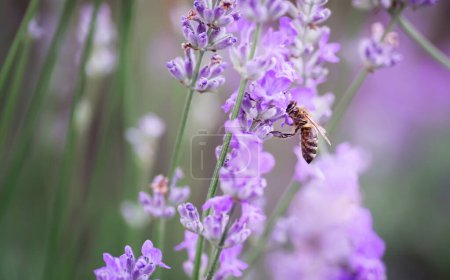 Téléchargez les photos : Une abeille atterrit sur une fleur de lavande en été dans un champ. - en image libre de droit