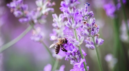 Foto de Miel de abeja extrae néctar de flores de lavanda púrpura en Provenza. - Imagen libre de derechos