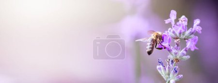 Téléchargez les photos : Une abeille qui ramasse le nectar du champ de lavande. Arrière plan avec espace de copie. - en image libre de droit