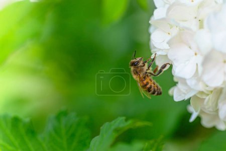 Téléchargez les photos : Abeille sur fleur d'hortensia blanche dans le jardin. Macro. - en image libre de droit
