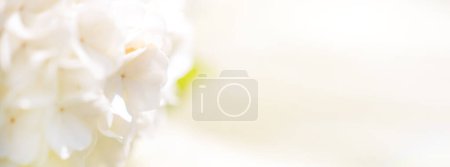 Foto de Hermosas flores de hortensias blancas sobre fondo borroso, primer plano - Imagen libre de derechos