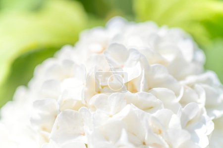 Téléchargez les photos : Hortensia blanche fleur dans le jardin - en image libre de droit