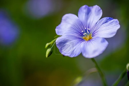 Photo for Beautiful blooming flax flowers in the forest. Floral background.. - Royalty Free Image