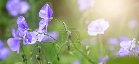 Foto de Hermosas flores azules de lino Linum usitatissimum.. - Imagen libre de derechos