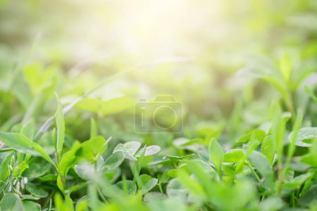 Photo for Green grass background with sunlight. Close-up image of natur. - Royalty Free Image