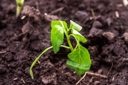 Photo for Young pepper seedlings growing in the soil. Selective focus - Royalty Free Image