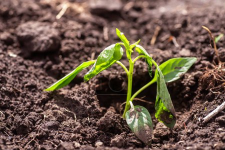 Foto de Plántulas de pimienta que crecen en el suelo. Enfoque selectivo. - Imagen libre de derechos