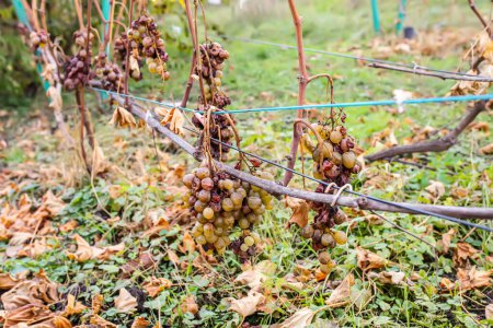 Foto de Uvas en el viñedo en la temporada de cosecha de otoño. Concepto vinícola. - Imagen libre de derechos