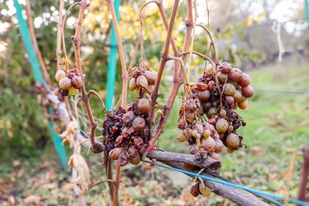 Téléchargez les photos : Raisins mûrs sur un vignoble en automne. Vignobles en automne - en image libre de droit