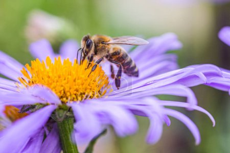 Photo for Bee collecting pollen or nectar from Aster alpinus or Alpine aster purple or lilac flower. Blue flower like a daisy in flower bed - Royalty Free Image