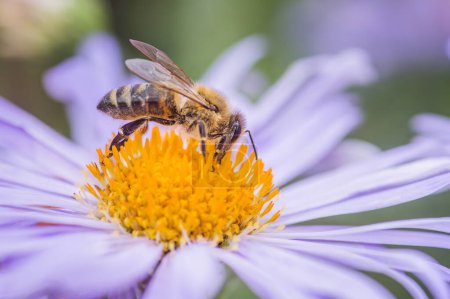 Photo for Honey bee Pollinates Aster alpinus or Alpine aster purple or lilac flower In a flower bed in the garden in summer. Purple flower like a daisy in flower bed - Royalty Free Image